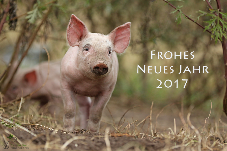 Frohes Neues Jahr 2017