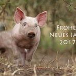 Frohes Neues Jahr 2017