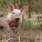 Frohes Neues Jahr 2017