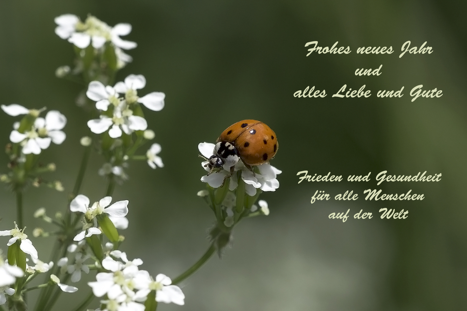 Frohes neues Jahr 2023 Foto & Bild natur, insekten, tiere Bilder auf