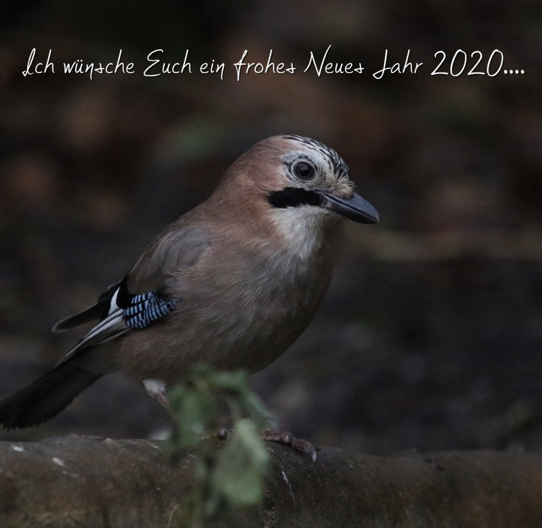 Frohes Neues Jahr...