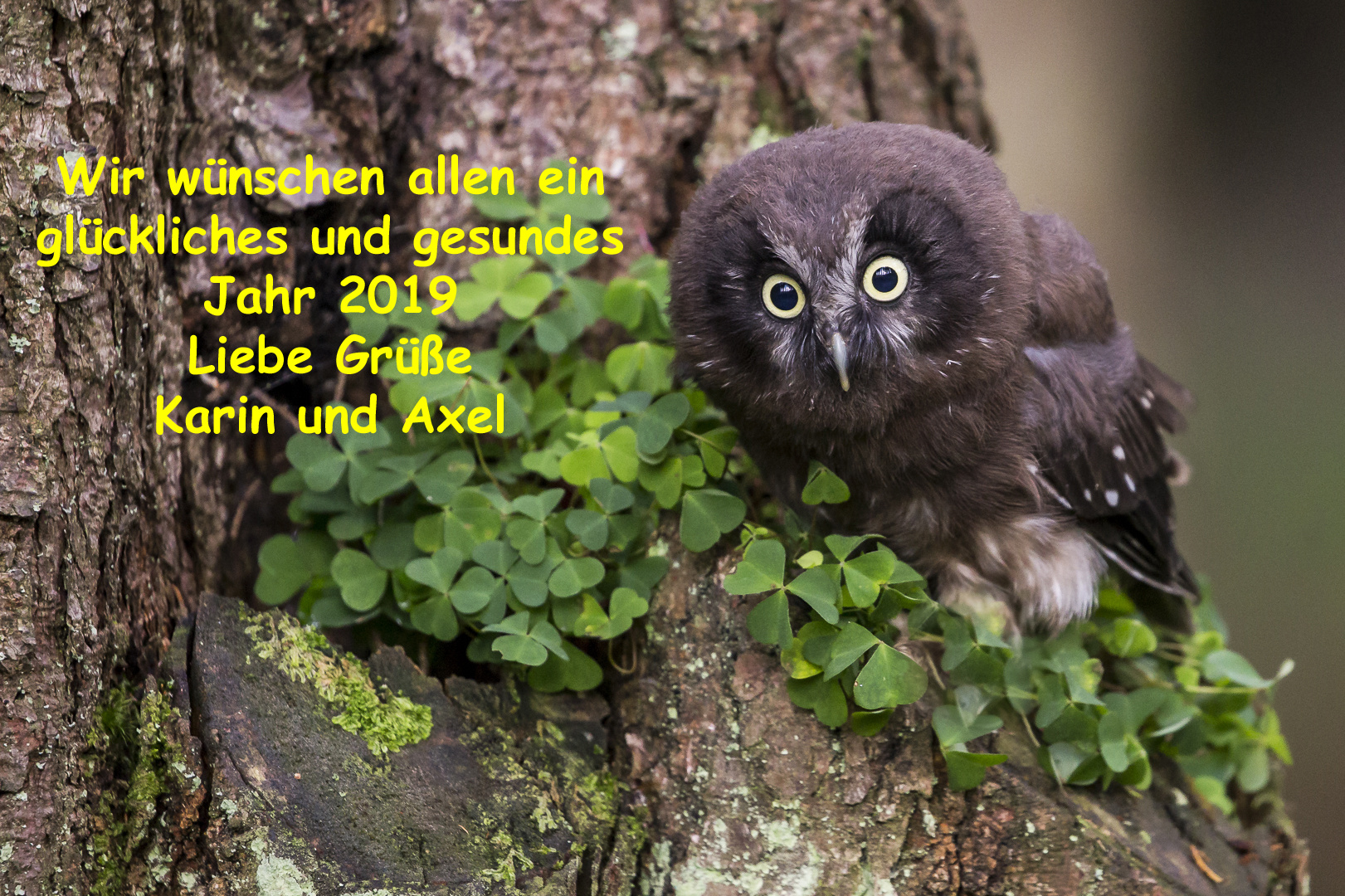 Frohes neues Jahr Foto &amp; Bild | tiere, zoo, wildpark &amp; falknerei, vögel
