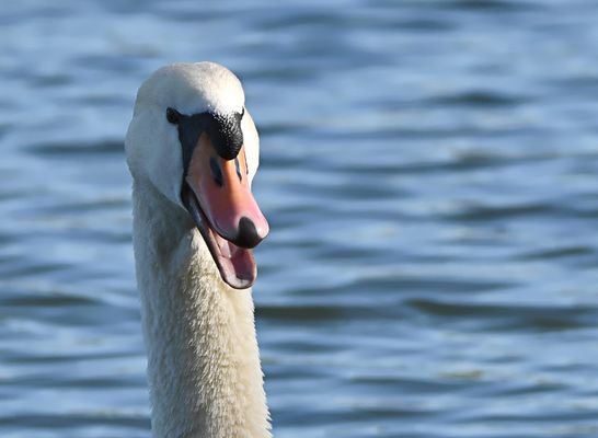 FROHES NEUES JAHR! - BONNE ANNÉE! - HAPPY NEW YEAR! - BONNE ANNO! -