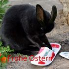 Frohes Ostereiersuchen wünschen Charly und Anke