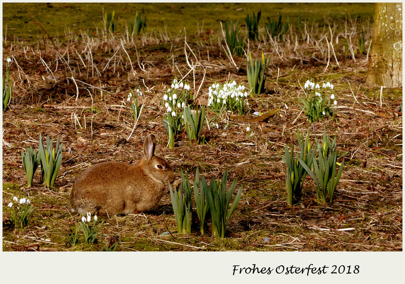 Frohes Osterfest 2018