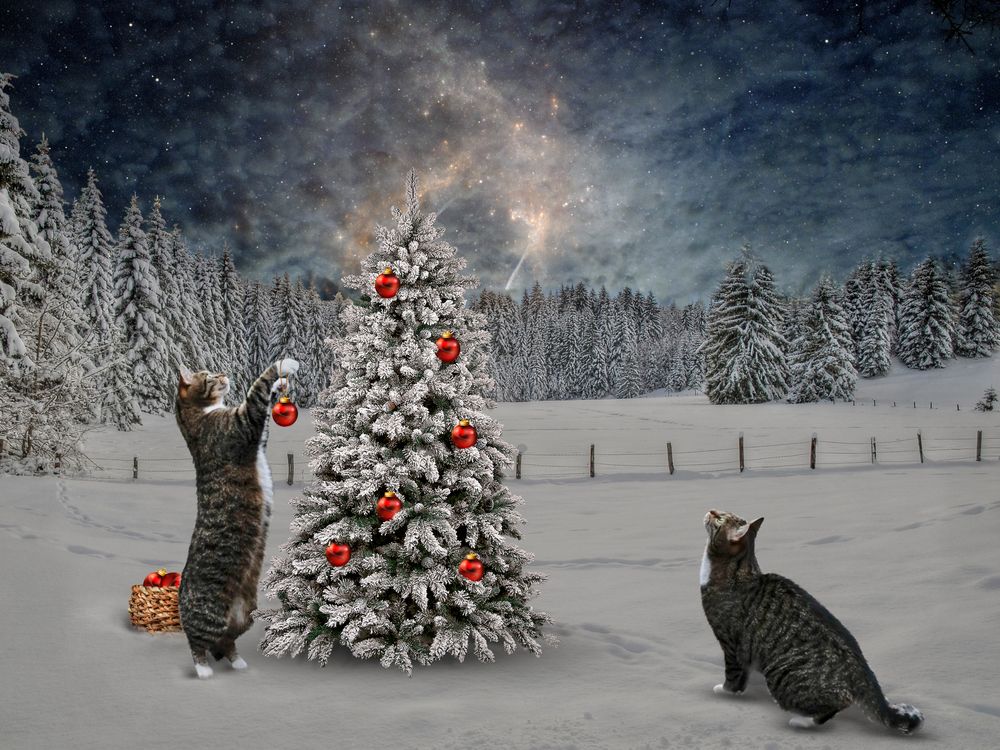 Frohe_Weihnachten Foto & Bild surreal, winter, schnee Bilder auf