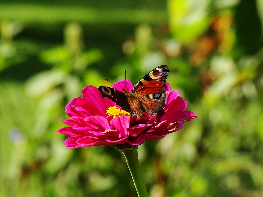 Frohnleitner Schmetterling