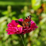 Frohnleitner Schmetterling