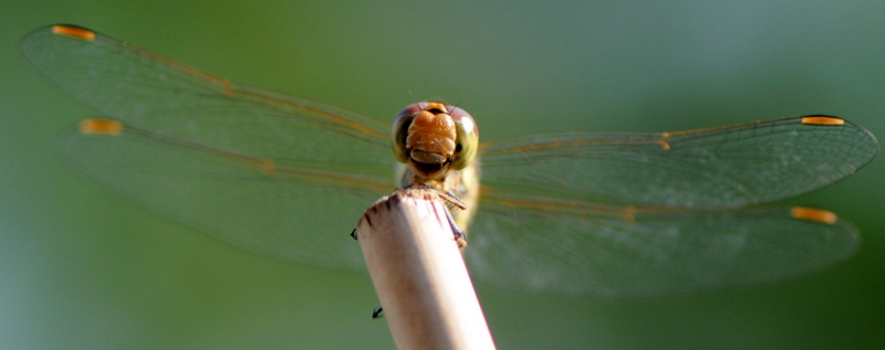 Frohsinn einer Libelle