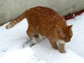 Froid aux pattes de Josiane FERRET 