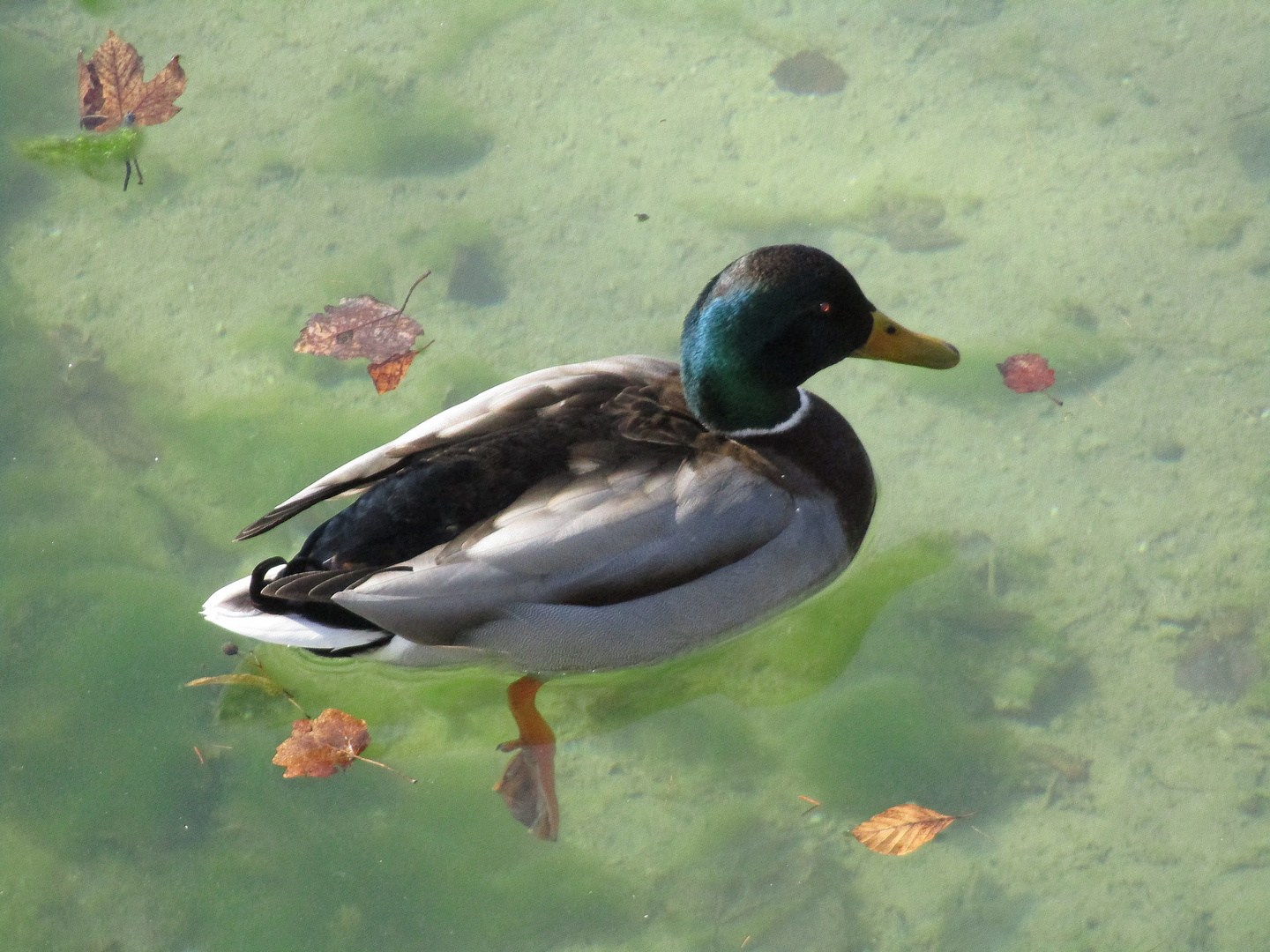 ..Froid de canard..