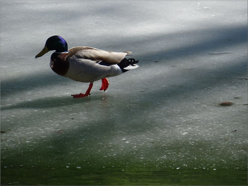 ..Froid de canard..