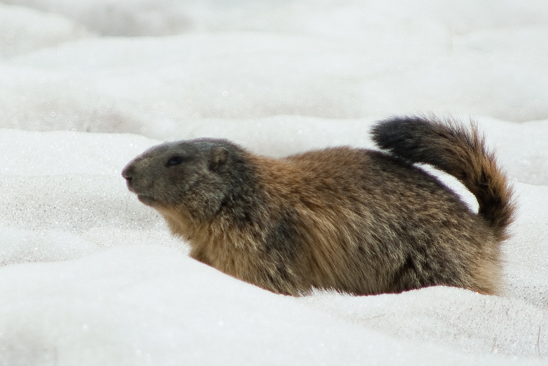 froid les pattes