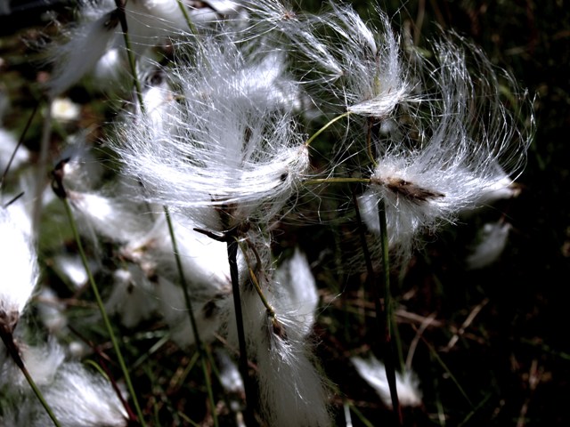 Froilein Weißwirbelhaar