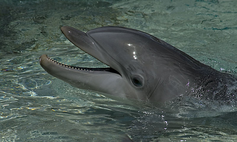 Frolicking Dolphin