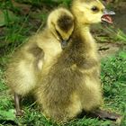 Frolicking goslings