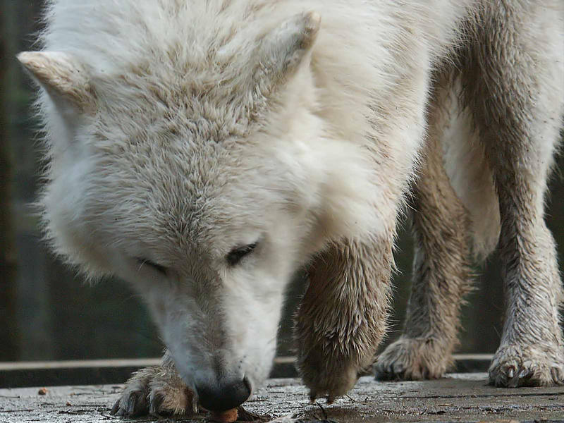 Frolik für  Nanuk.............