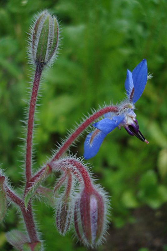 From my grandma´s garden...