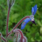 From my grandma´s garden...