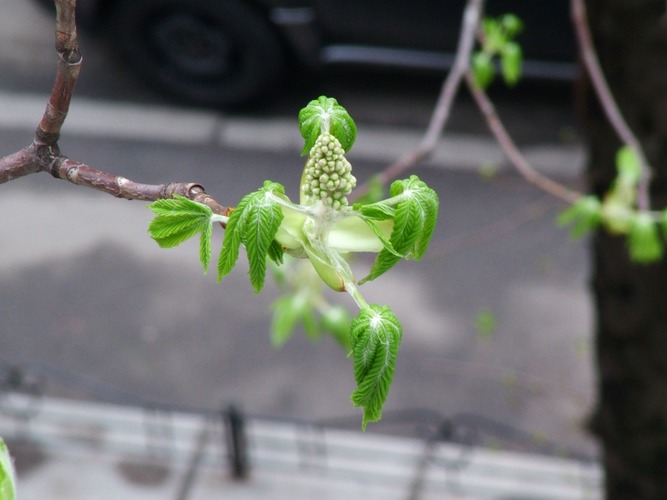 from my window: birth of a chesnut..