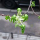 from my window: birth of a chesnut..