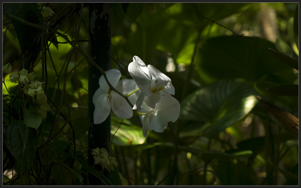 From our garden jungle 2