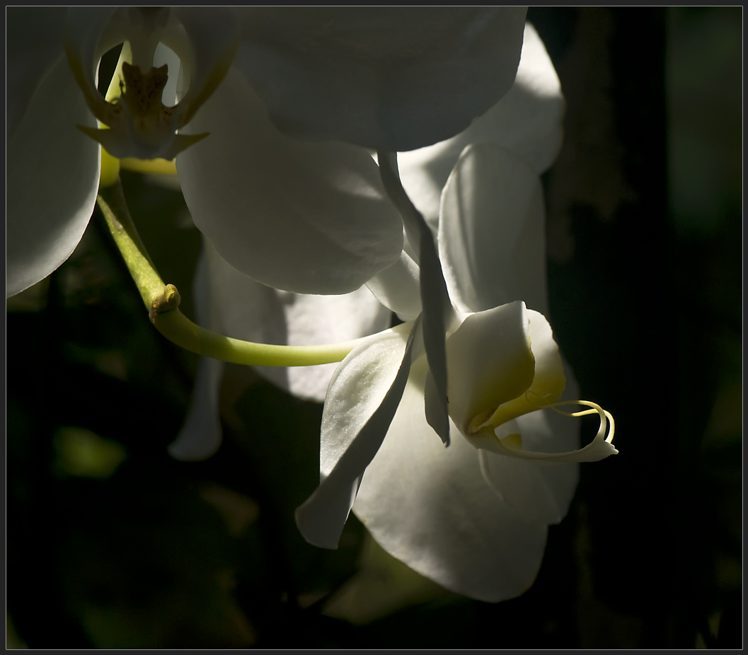 From our garden jungle 3