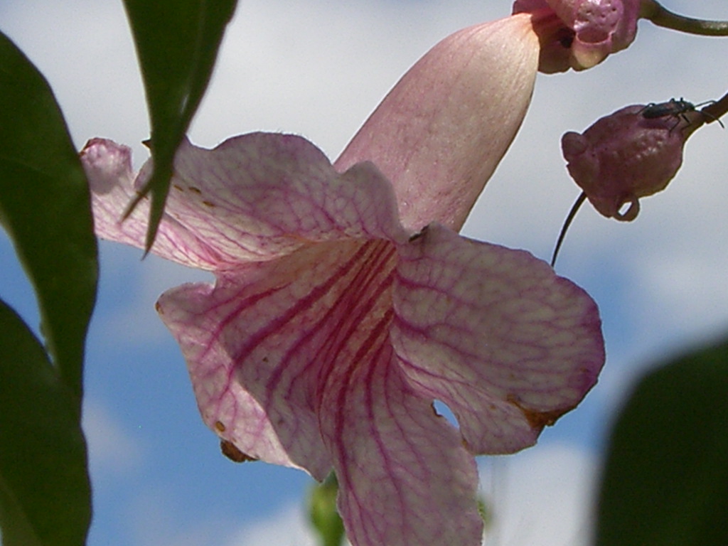 From The Garden