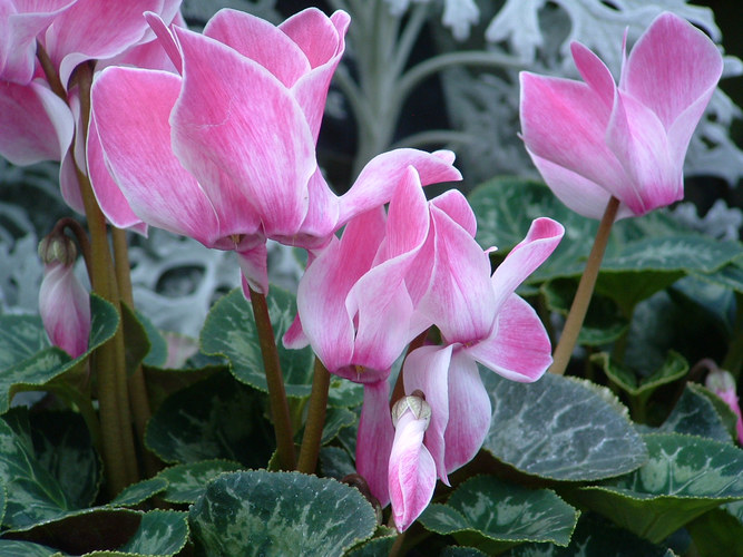 From the Greenhouse