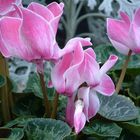 From the Greenhouse