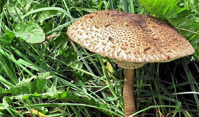 from the World of Fungi (5)