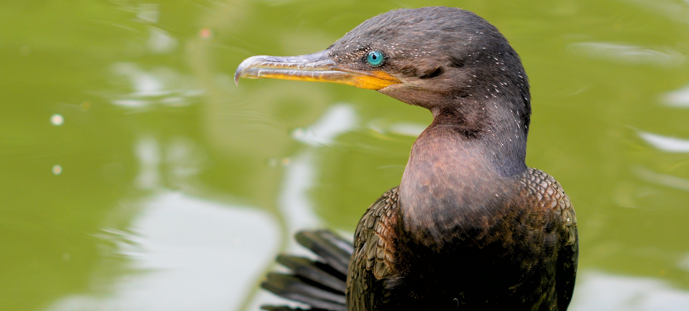 From this angle the Cormorant looks incredibly artistic