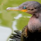 From this angle the Cormorant looks incredibly artistic