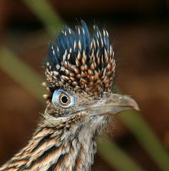 fronal roadrunner