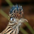 fronal roadrunner