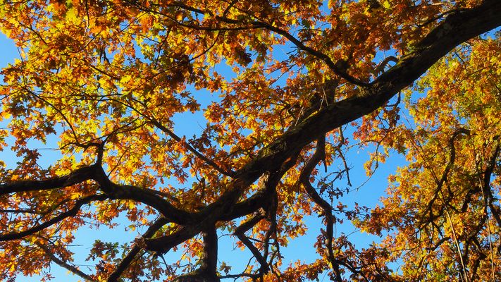 Frondaison d’automne