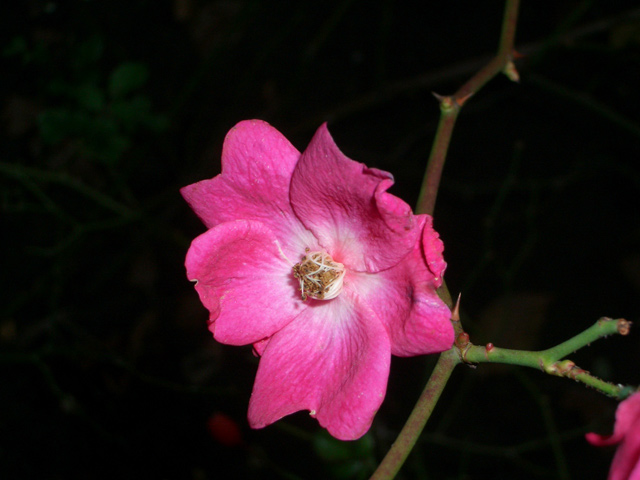 Front Garden Flower