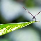 Front Schmetterling