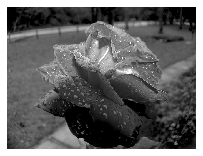 Front Yard Rain