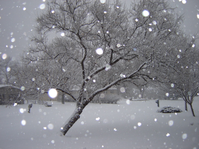 Front Yard Russian Olive Tree In Snow