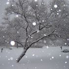 Front Yard Russian Olive Tree In Snow