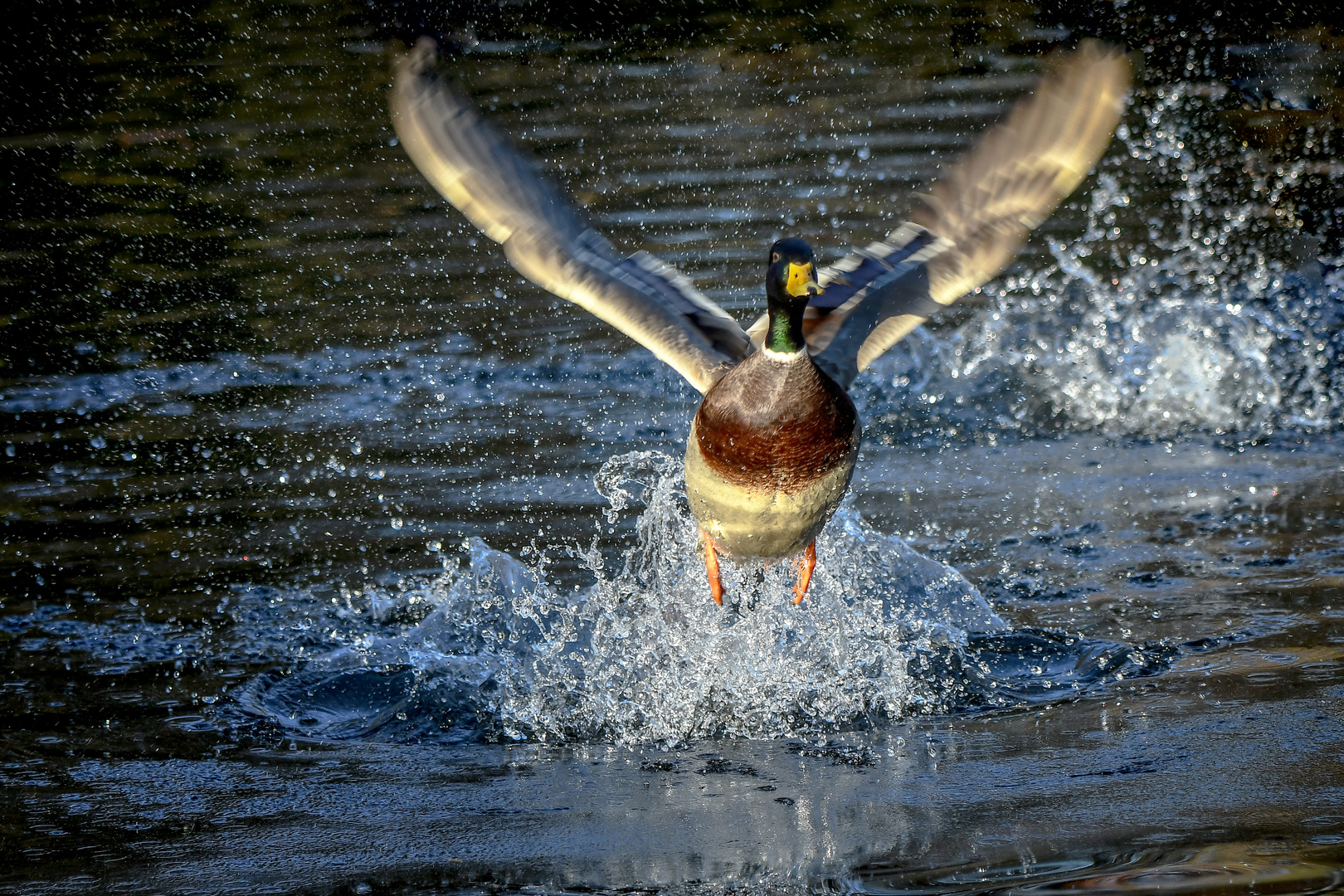 Frontal Foto & Bild | tiere, natur, vögel Bilder auf ...