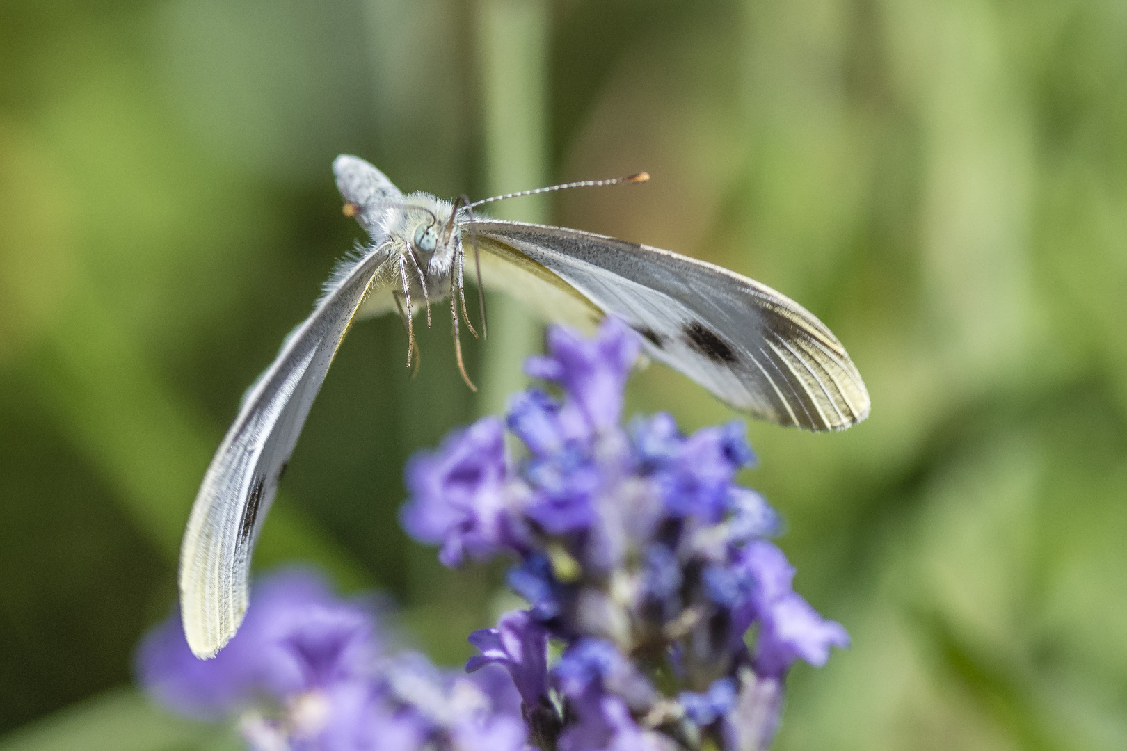 frontal Anflug