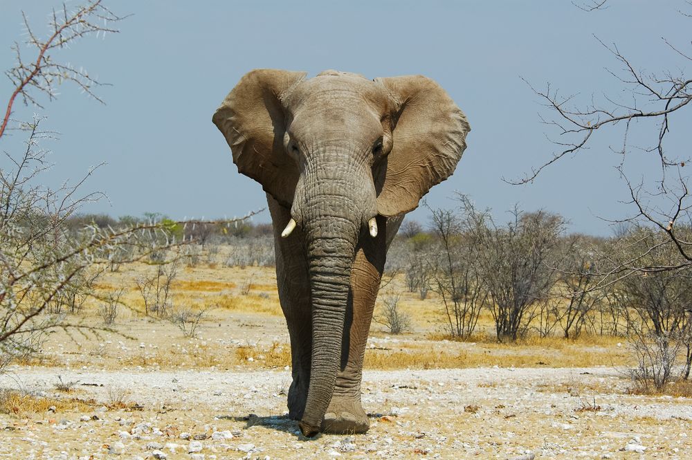 Frontal Begegnung Foto & Bild | tiere, wildlife ...