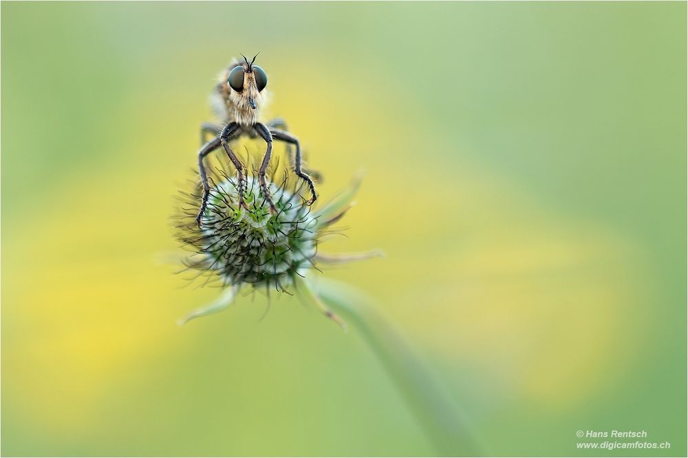 Frontal die Raubfliege