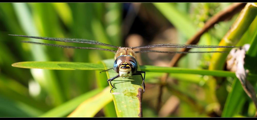 Frontal