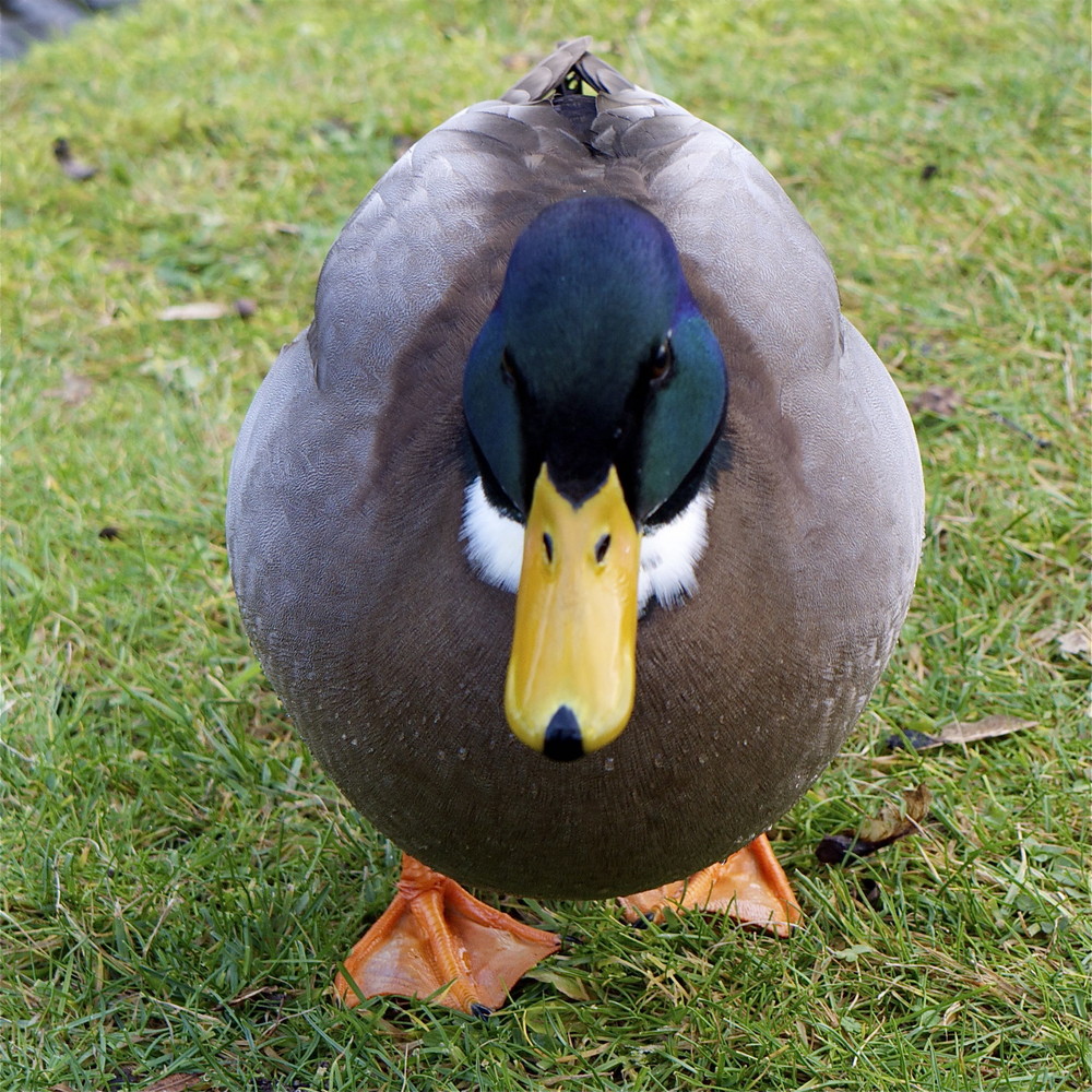 Frontal-Ente