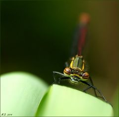 Frontal : Frühe Adonislibelle