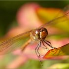 Frontal - gefleckte Heidelibelle