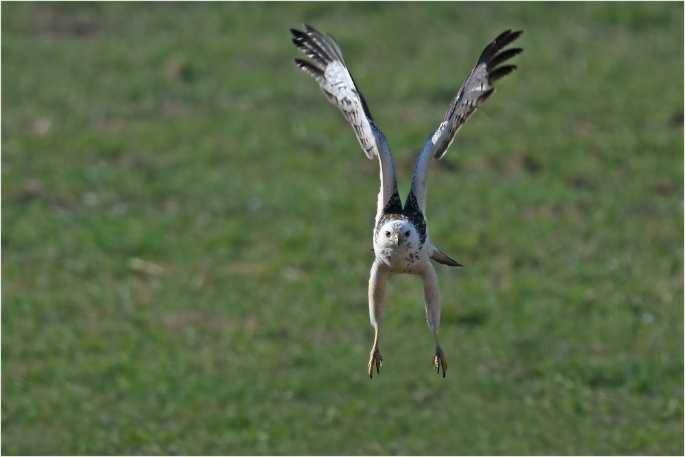 Frontal im Anflug